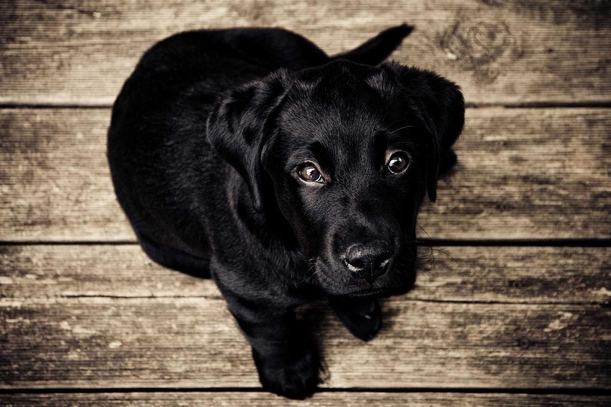 Filhote de cachorro